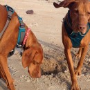 ABSOLUTELY FANTASTIC!