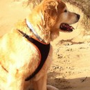 WE HAVE FOUND THAT “SOMEONE SPECIAL” IN TERRY