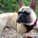 TERRY HAS ALWAYS BEEN FABULOUS WITH GIZMO